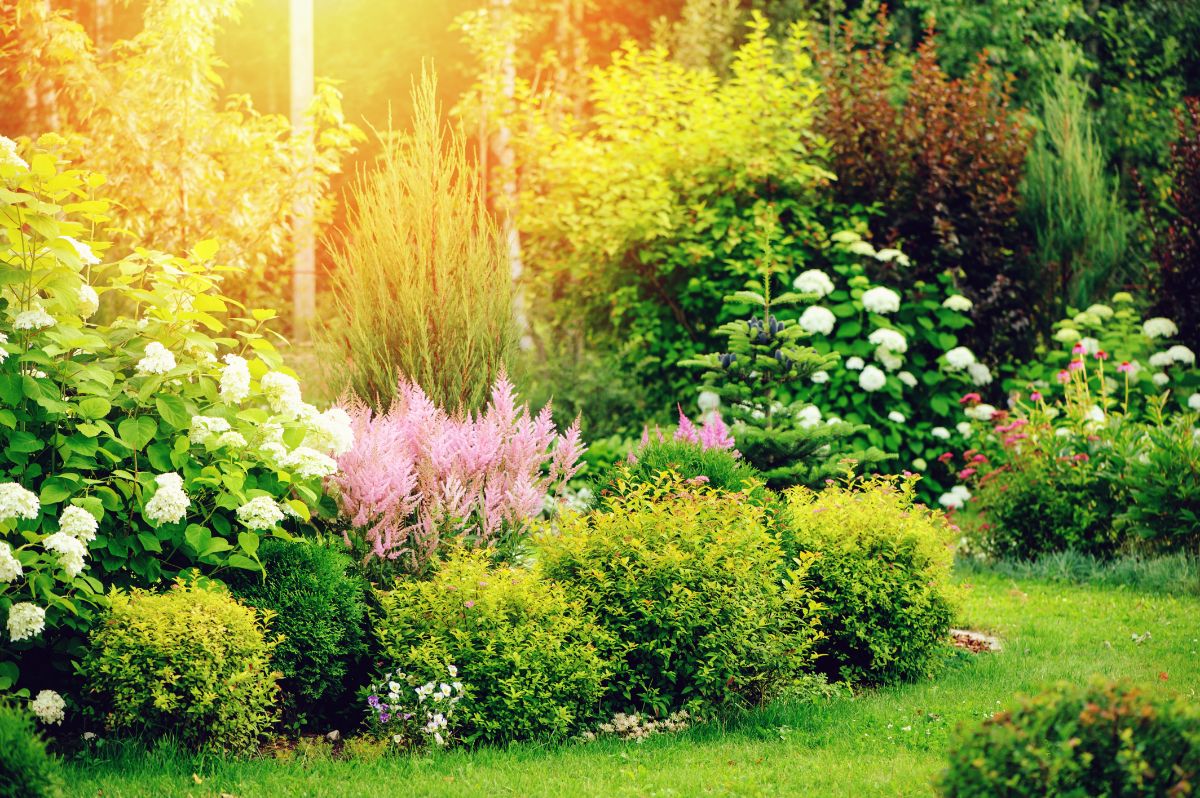 Hydrangea bushes in a perennial garden
