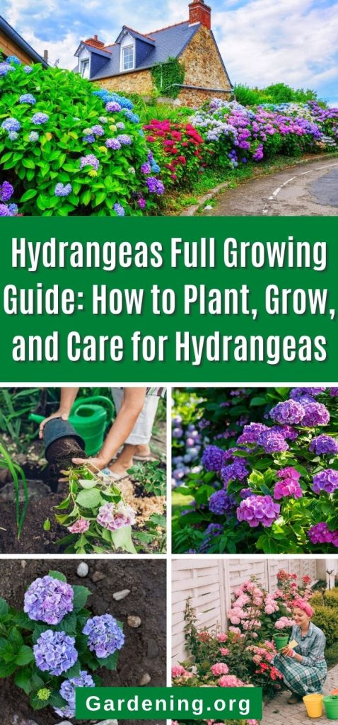 Hydrangeas Full Growing Guide: How to Plant, Grow, and Care for Hydrangeas pinterest image.