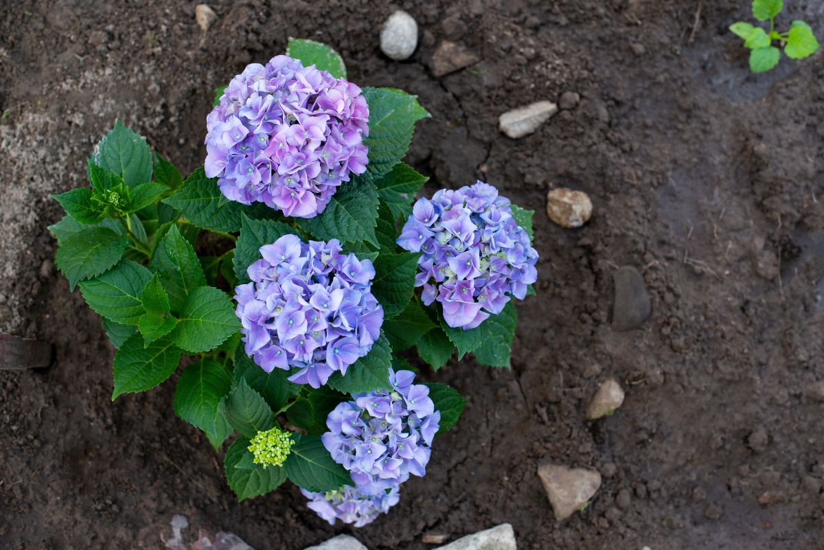 A newly-planted hydrangea in a garden bed