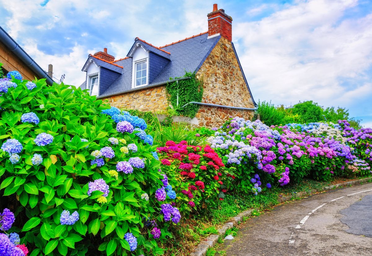 A hedge row of blue hydrangeas outside a stone cottage