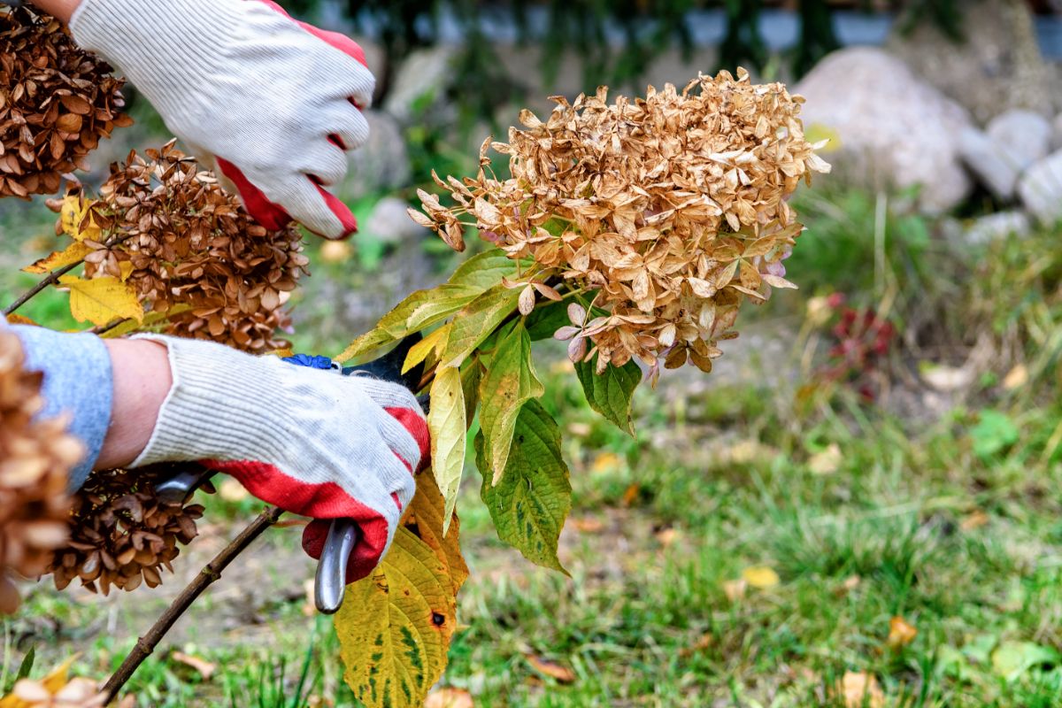 A gardener cutting dead flower heads off a hydrangea bush