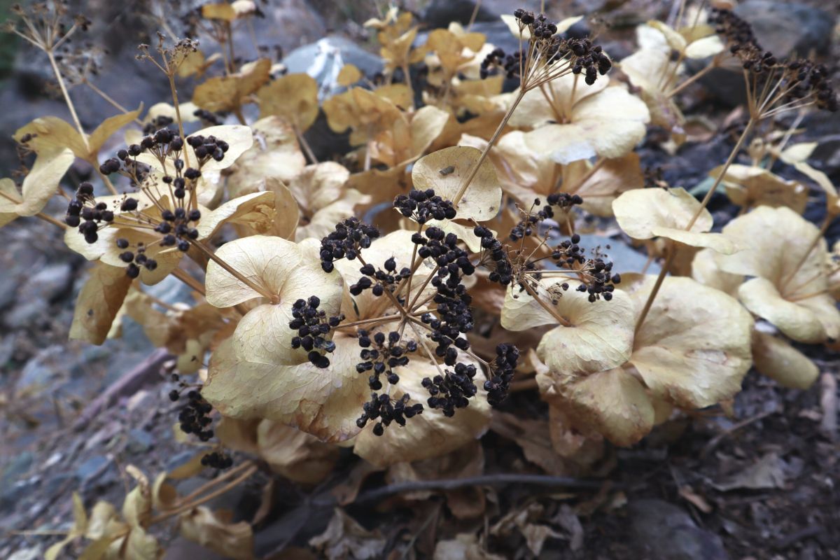 Dried hydrangea seeds ready to be collected