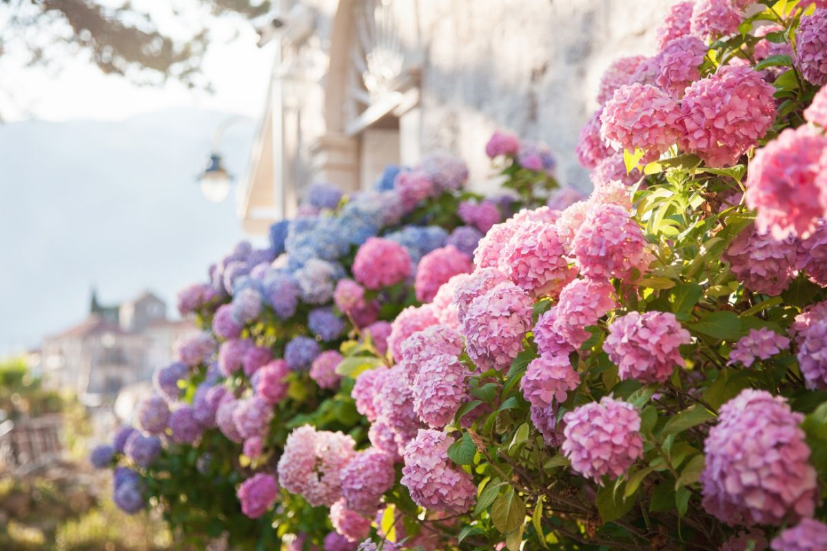 A hedge of blue and pink hydrangeas