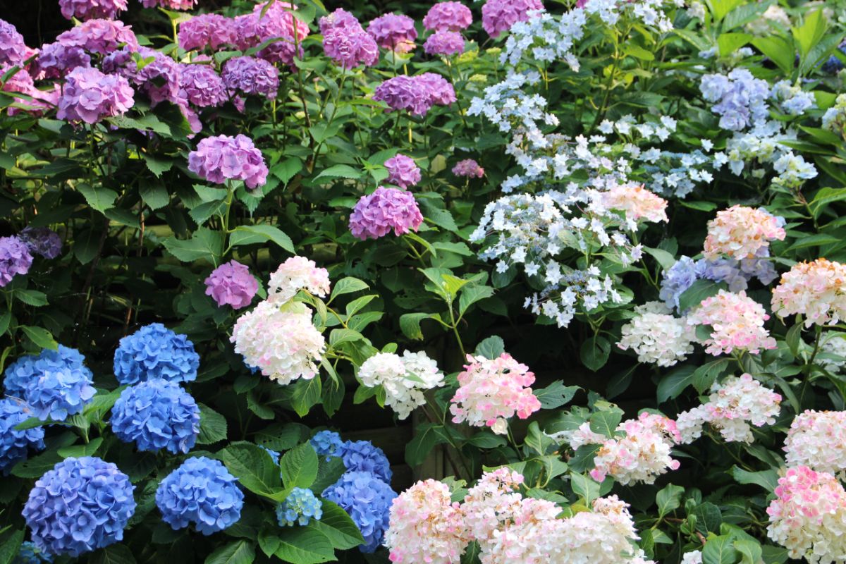 Mixed hydrangea varieties growing together