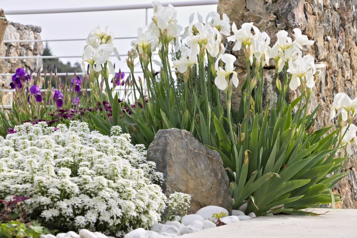 Irises planted in a mixed perennial bed
