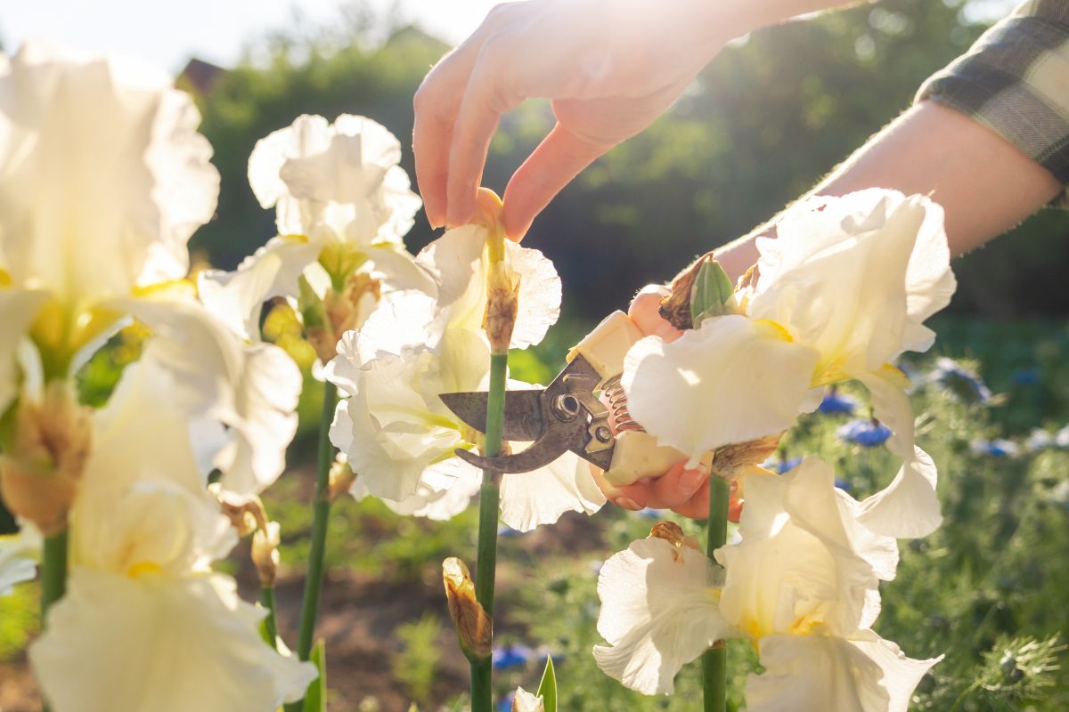 Gardener cutting out dead iris flower stalks