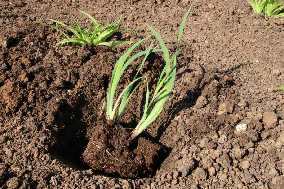 Potted iris rhizomes being planted in a garden bed