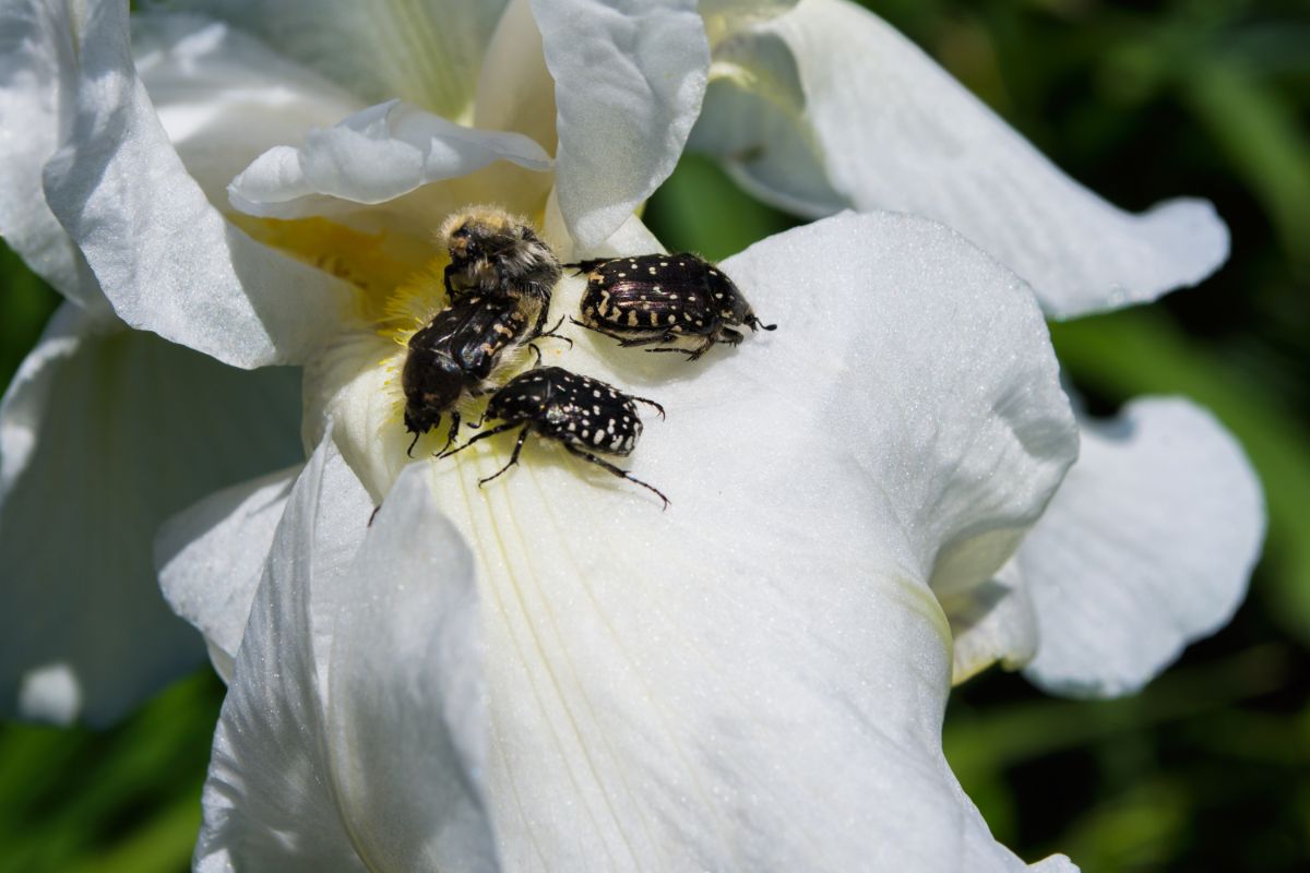 Borer beetles on an iris flower