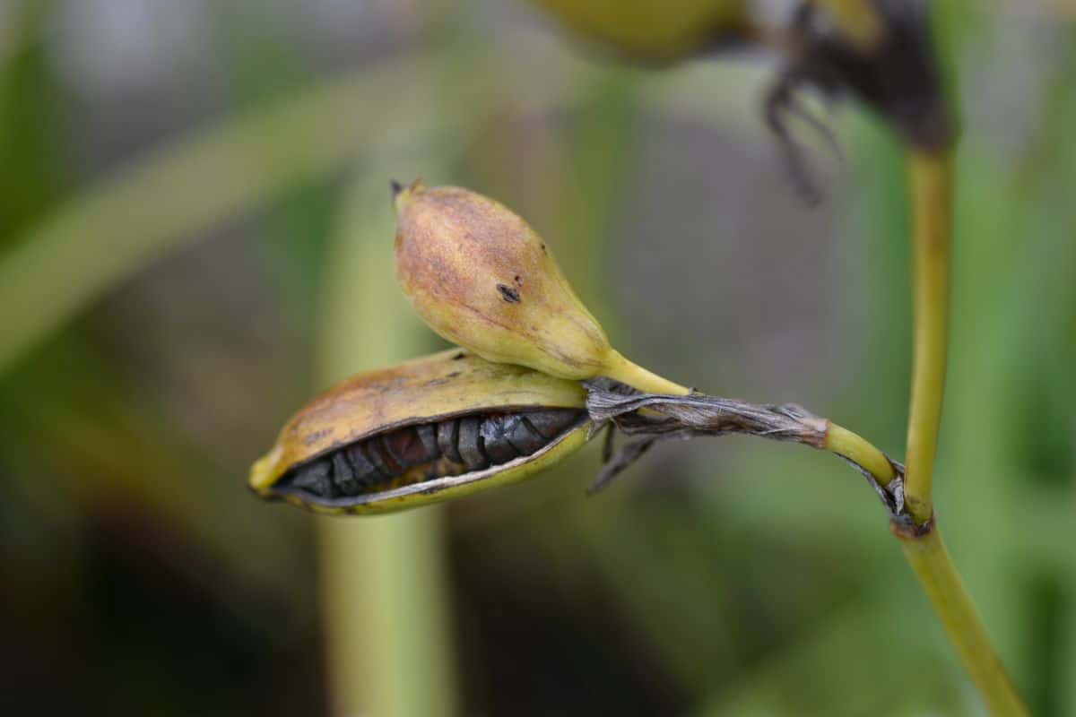 A drying seed pod on an iris stalk