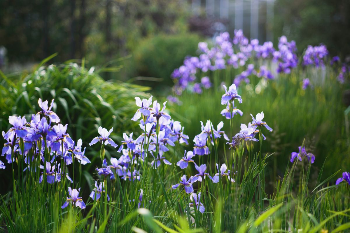 Clusters of purple iris growing in a perennial garden
