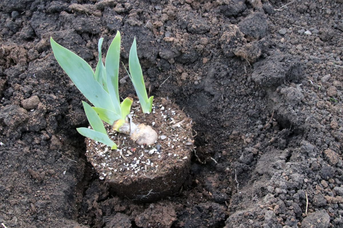 Potted irises being planted in the ground
