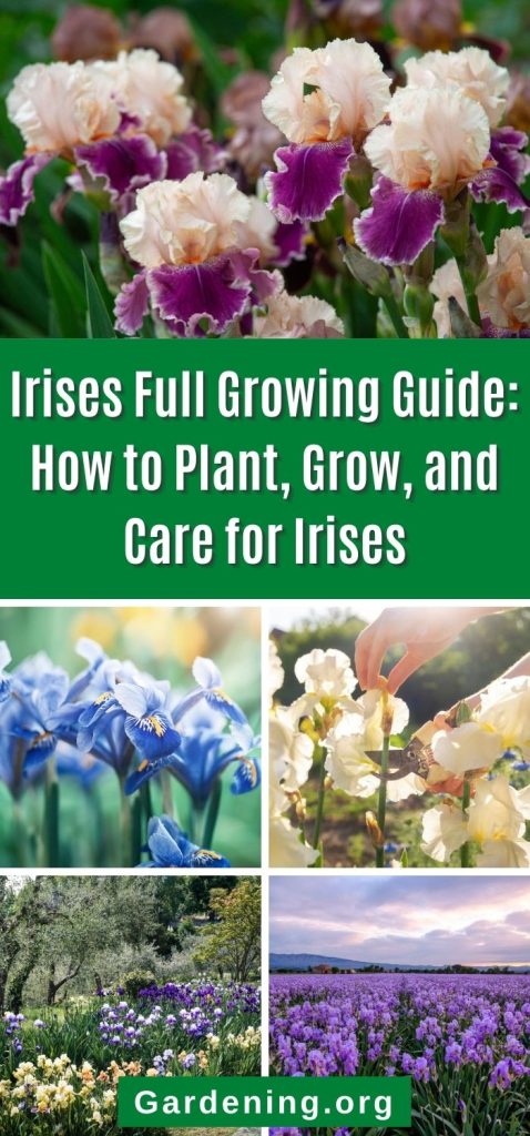 Irises Full Growing Guide: How to Plant, Grow, and Care for Irises pinterest image.