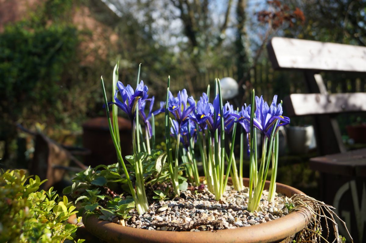 Dwarf purple iris planted in a container