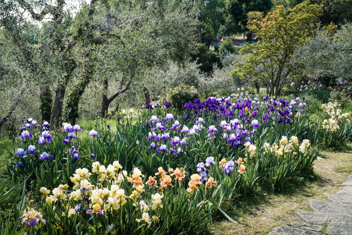 A perennial bed of several different colors and varieties of irises