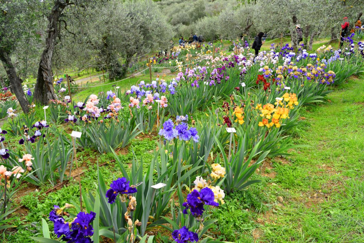 Multi-colored perennial bed of irises
