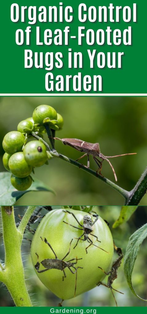 Organic Control of Leaf-Footed Bugs in Your Garden pinterest image.