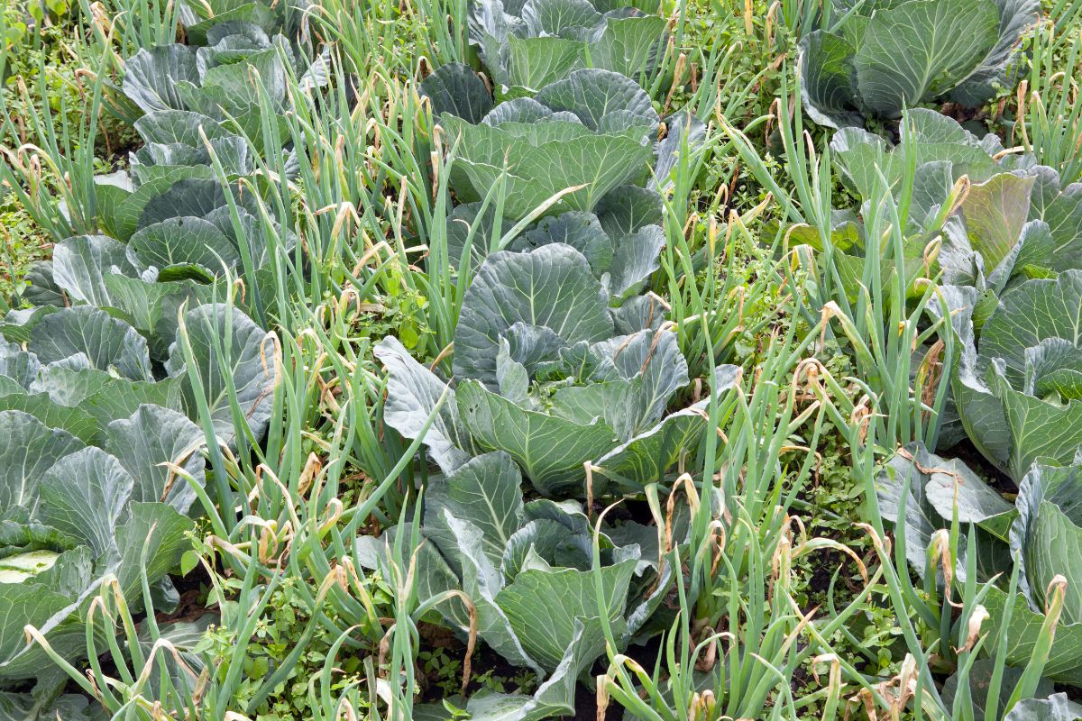 Cabbage companion planted with onions