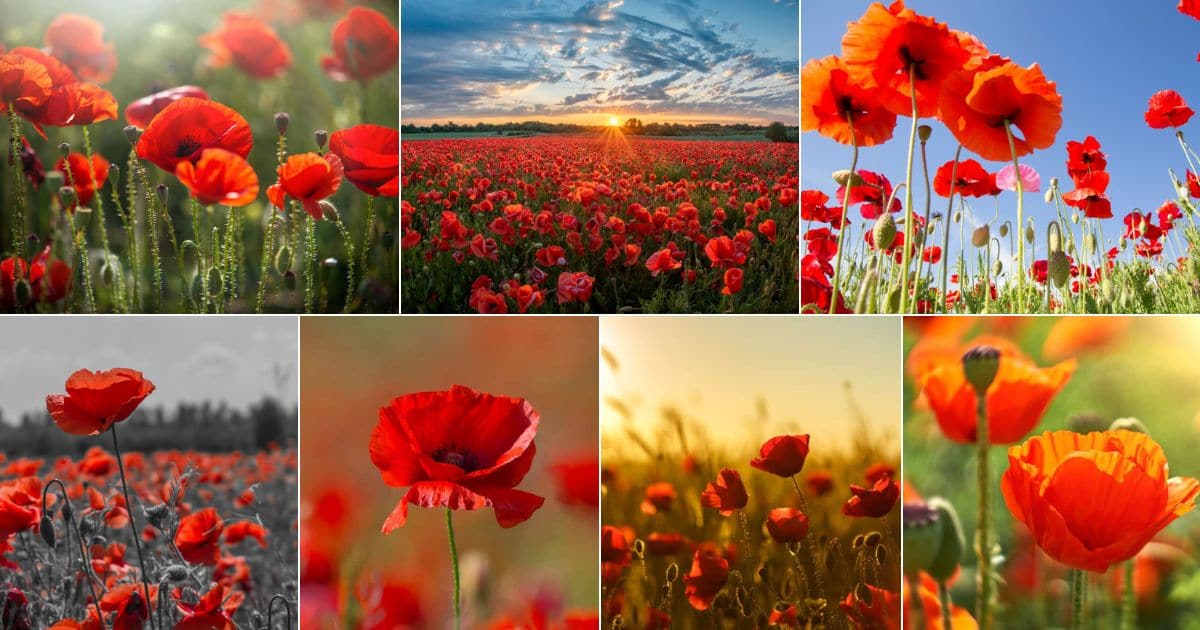 Collage of beautiful blooming poppies.