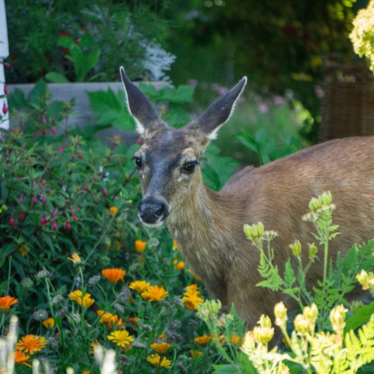 Friendly looking deer in organic garden.