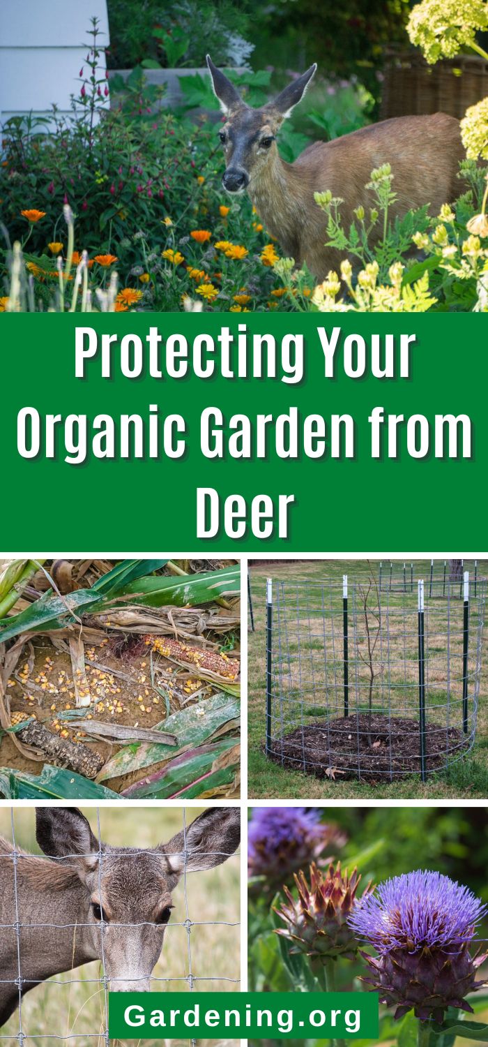 6 Ways to Protect Your Organic Garden from Deer - Gardening