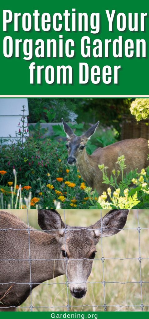 Protecting Your Organic Garden from Deer pinterest image.