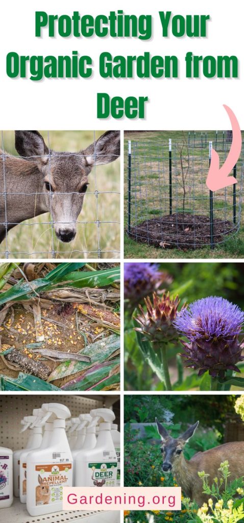Protecting Your Organic Garden from Deer pinterest image.