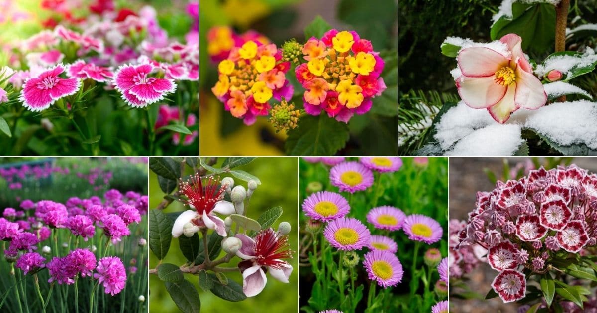 Collage of beautiful blooming evergreen perennials.
