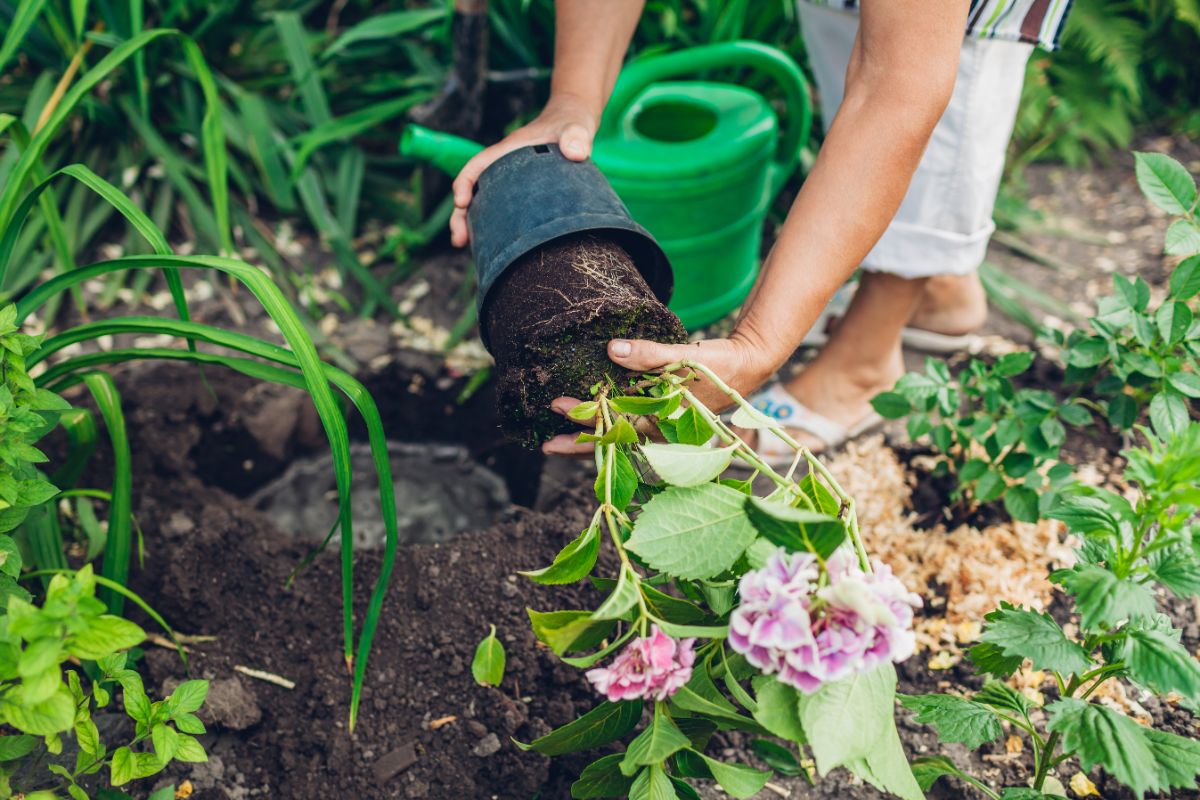 A gardener digging a shoot of hydrangea to replant