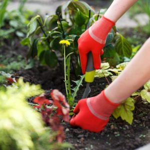 Hands with red gloves removing weed from a garden.