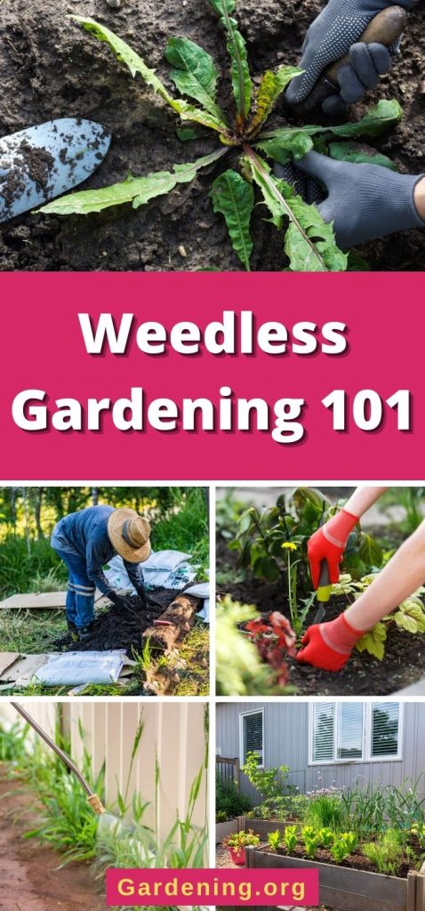 Weedless Gardening 101 pinterest image.