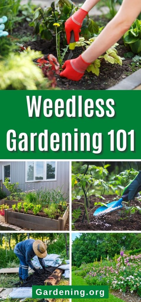 Weedless Gardening 101 pinterest image.