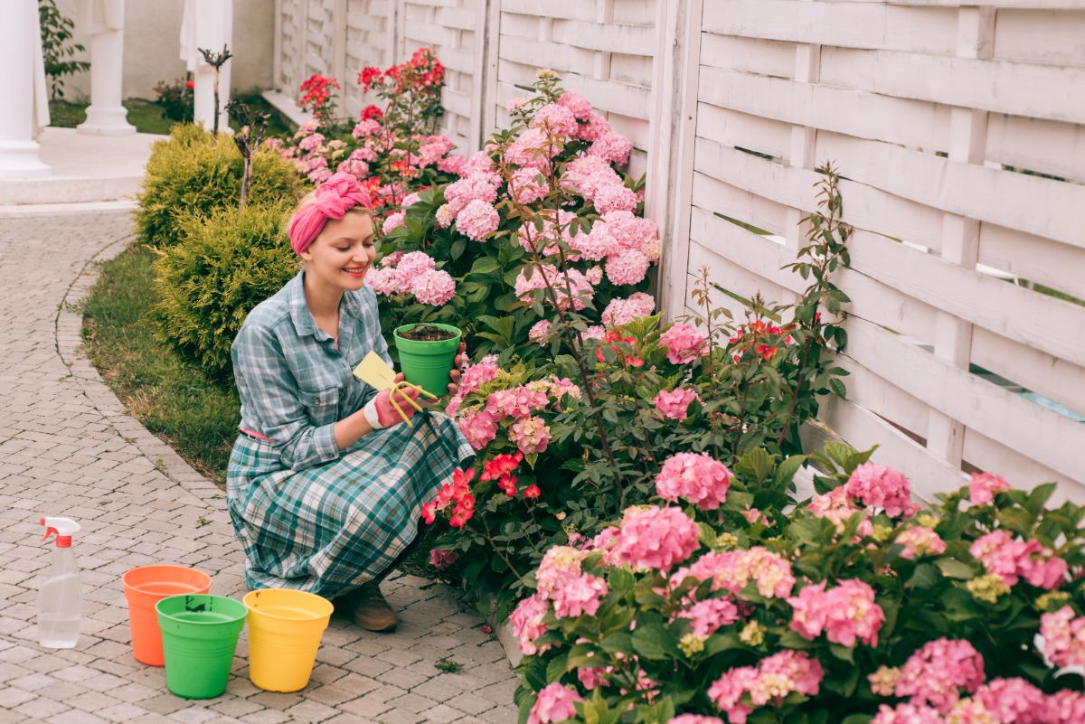 A woman tending to her hydrangeas along her fence