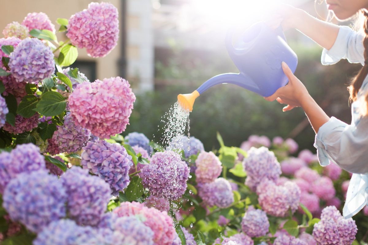 A gardener watering a hydrangea plant