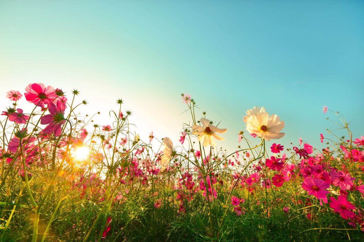 A large planting of white and pink cosmos flowers