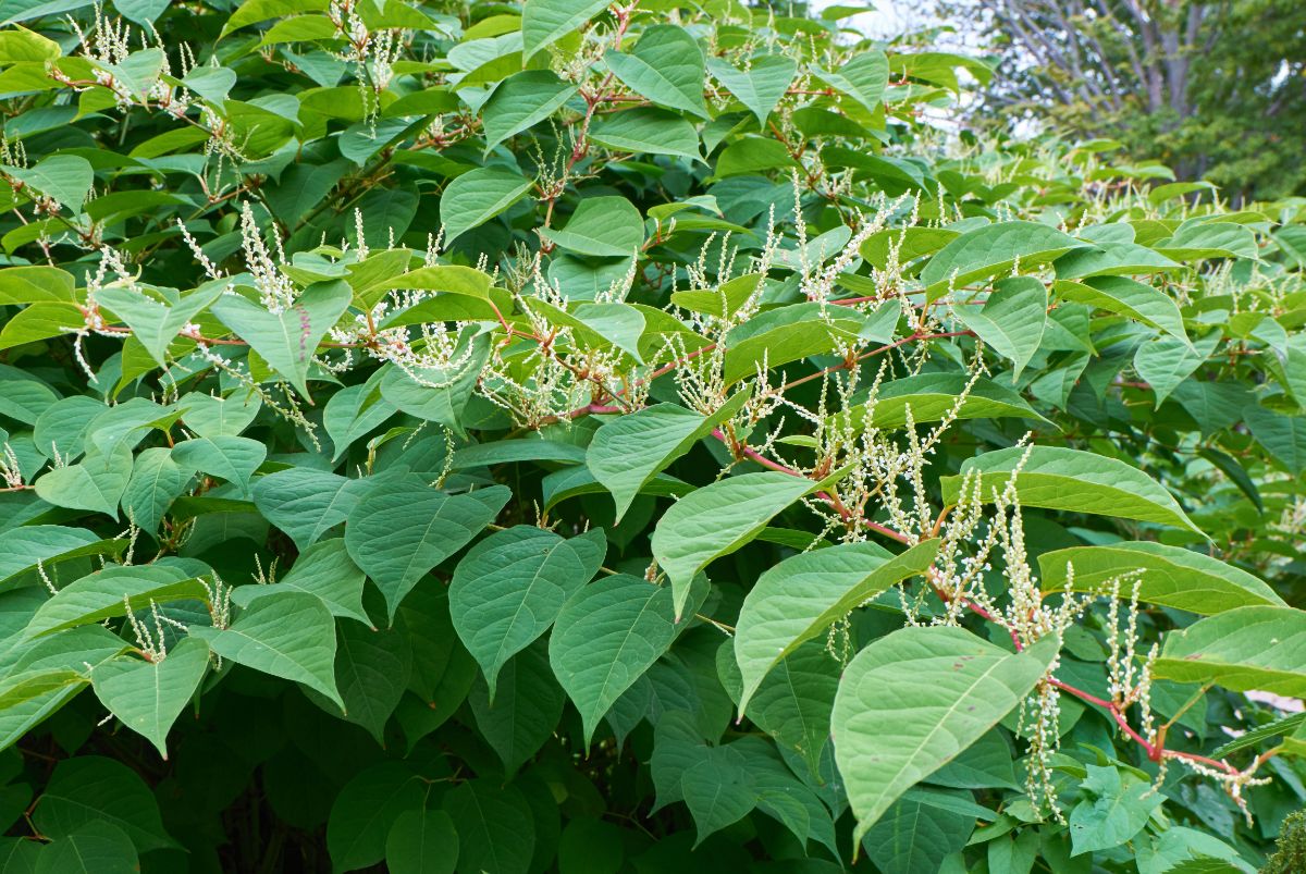 Japanese knotweed with large leaves and white blossom clusters