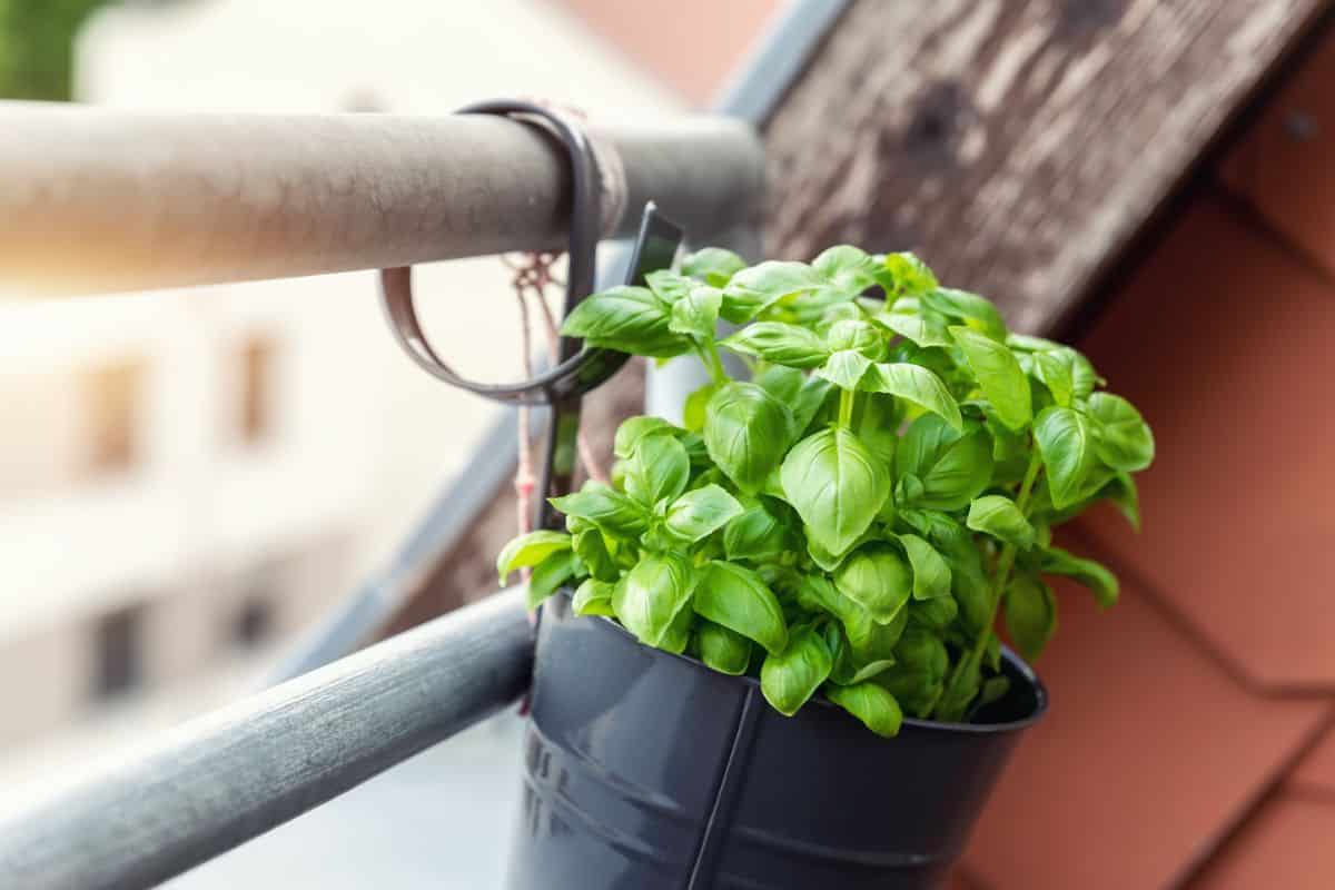 Basil growing in a cute can hanging container