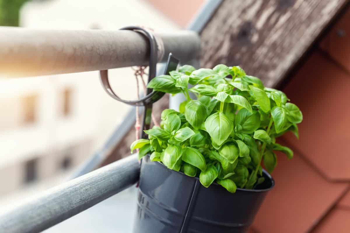 20 Herbs and Edible Flowers You Can Grow in Hanging Baskets