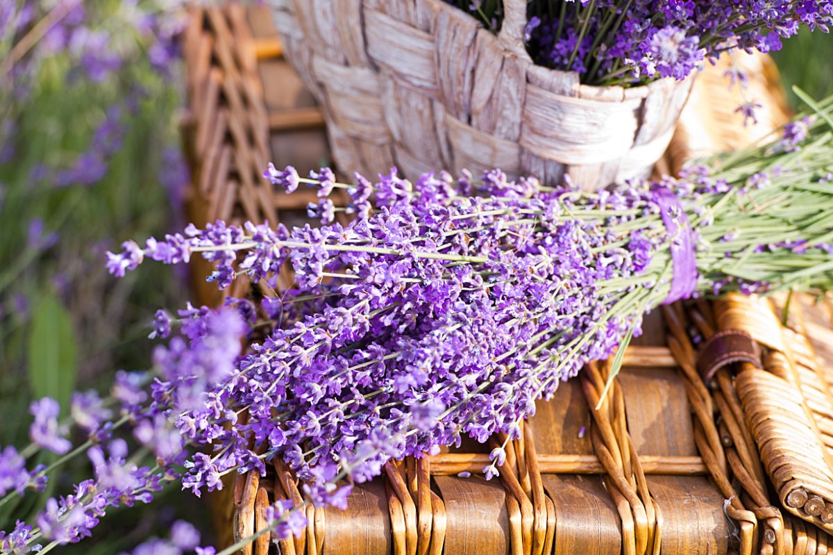  bundle of fresh lavender on a basket