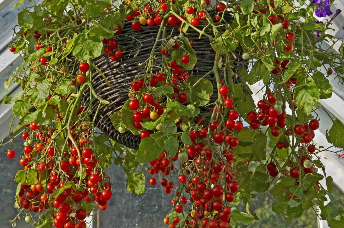 A hanging basket of tomatoes full of ripe fruit