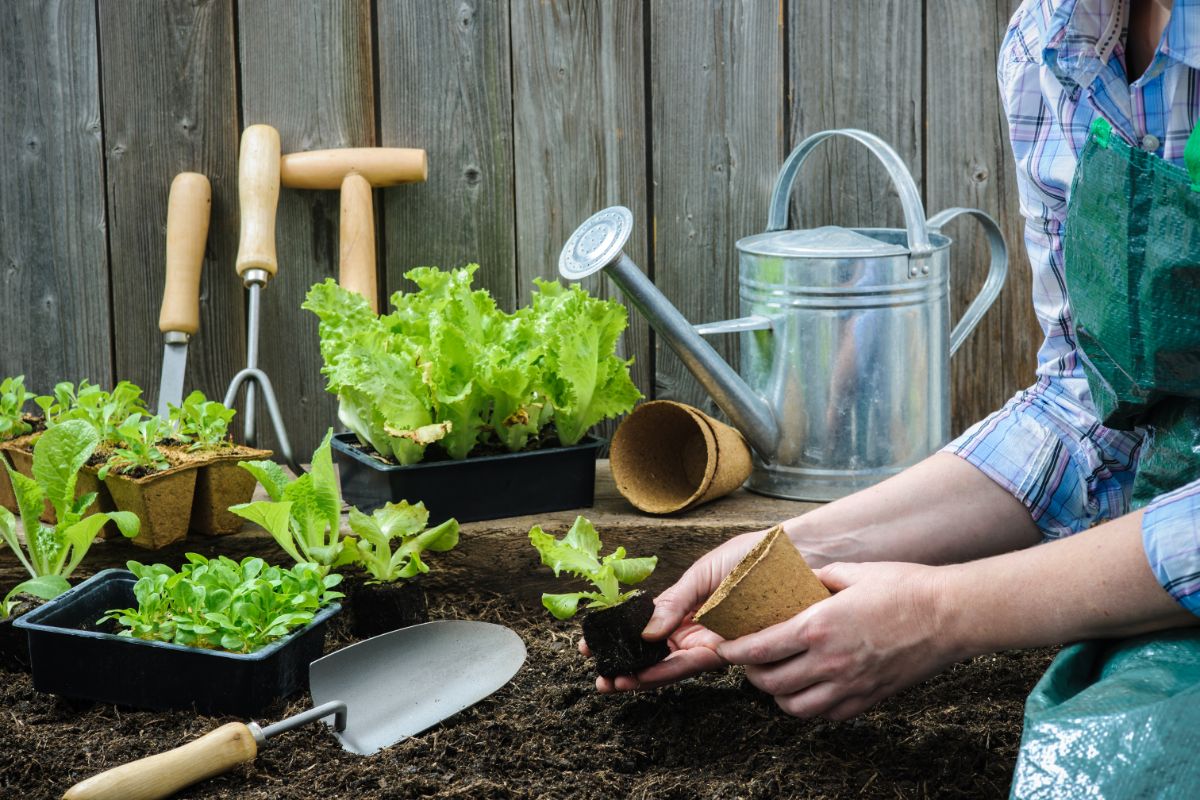 An organic gardener plants lettuce starts in the ground