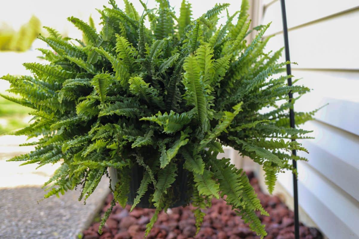 A healthy, thriving Boston fern hanging plant