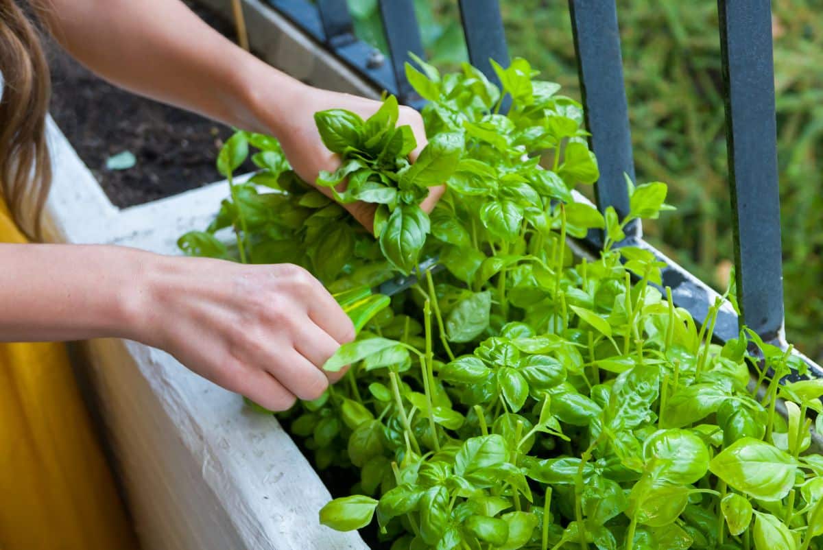 A woman picks fresh basil from her container herb garden on her porch