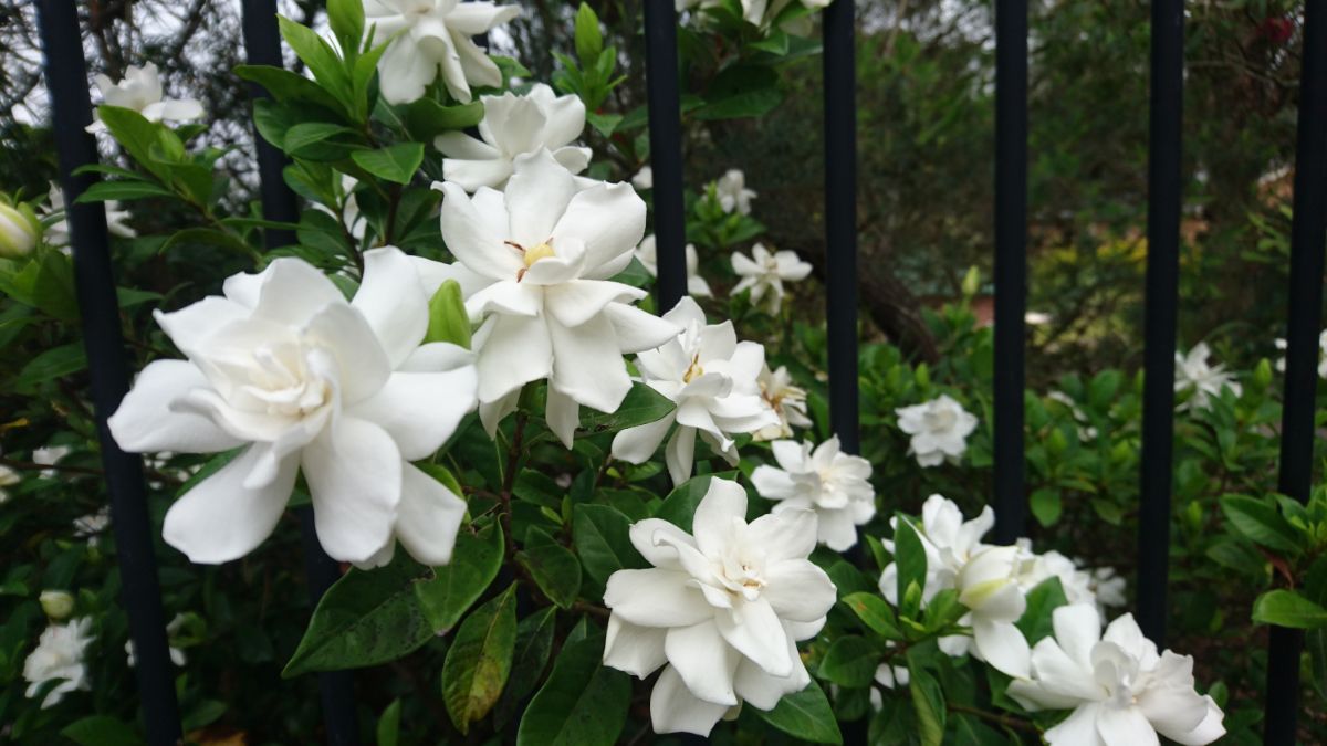 Rose-like pretty white gardenia flowers