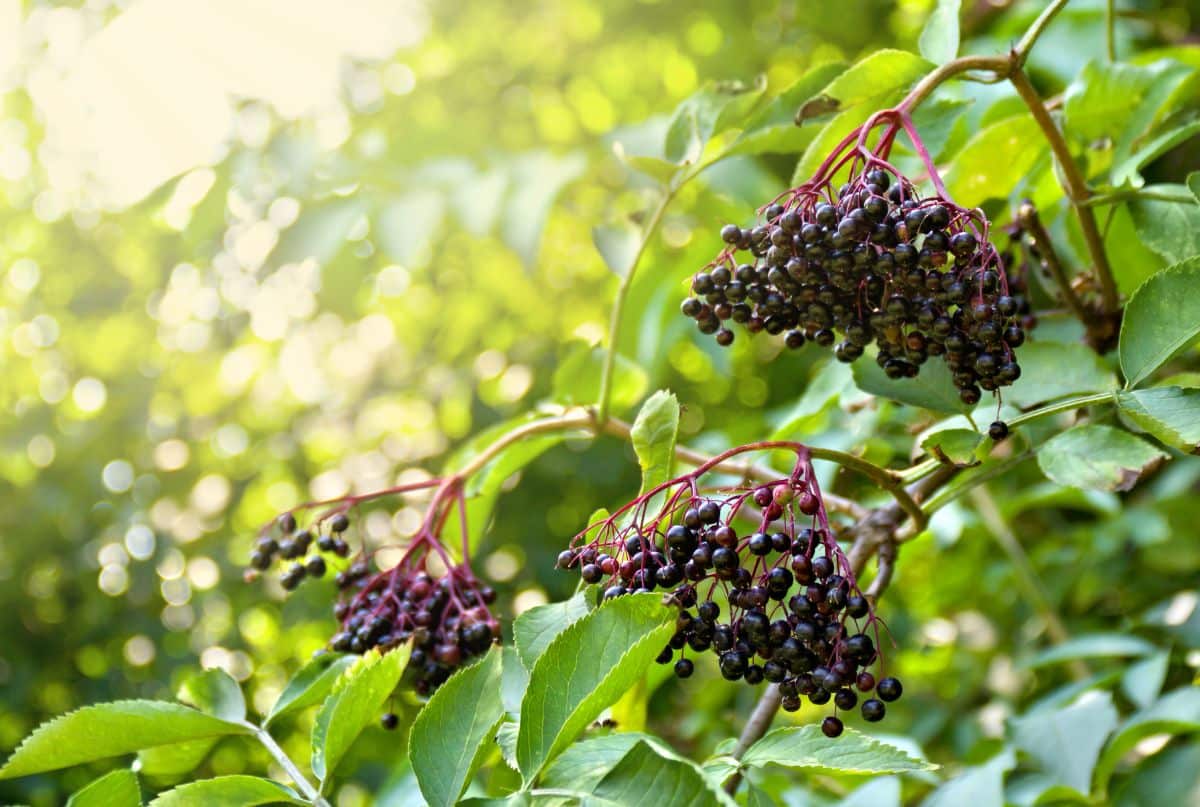 An elderberry bush with heavy, ripe clusters of berries ready for harvest