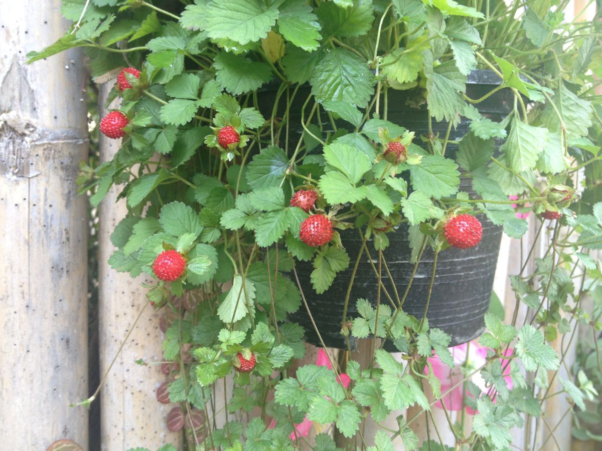 Hanging, trailing strawberry plants with red, ripe berries on the vines