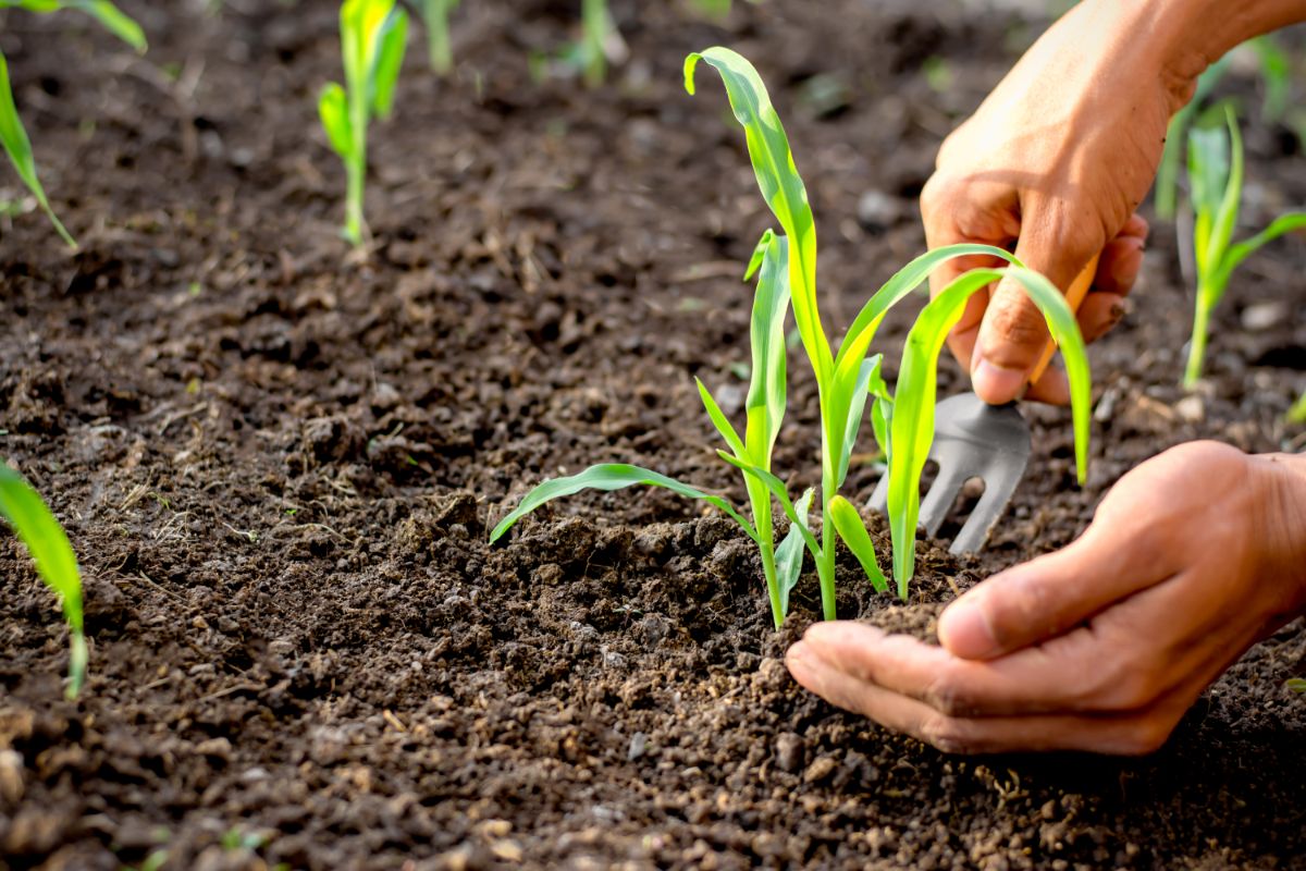 A gardener thinning corn plants to fill in missing spots in the garden row