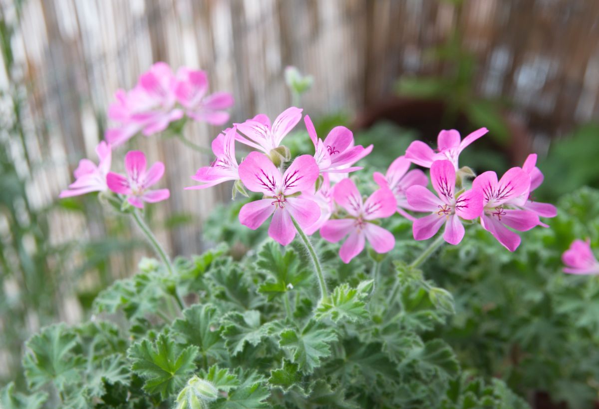 Pink geranium flowers on top of long green stems