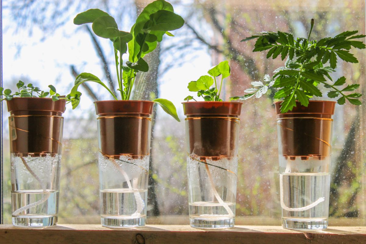 Plants in wick-style self watering pots