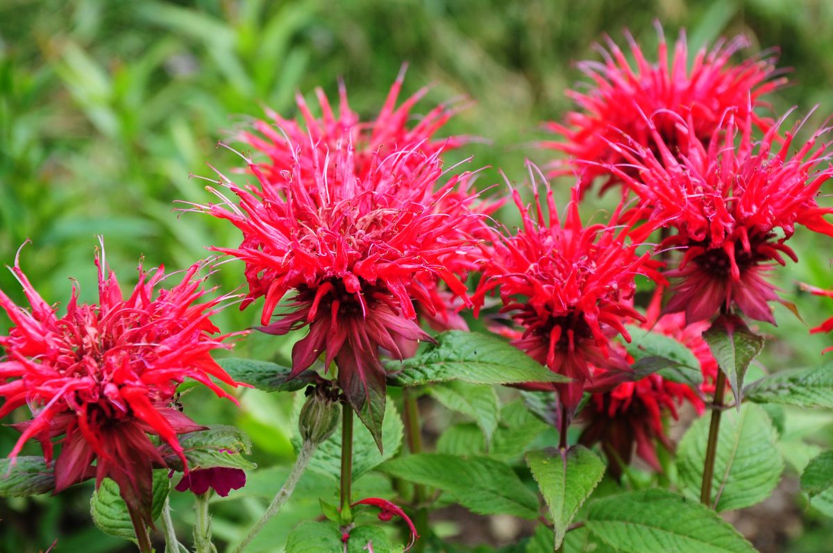 Puffy pink bee balm flowers up close