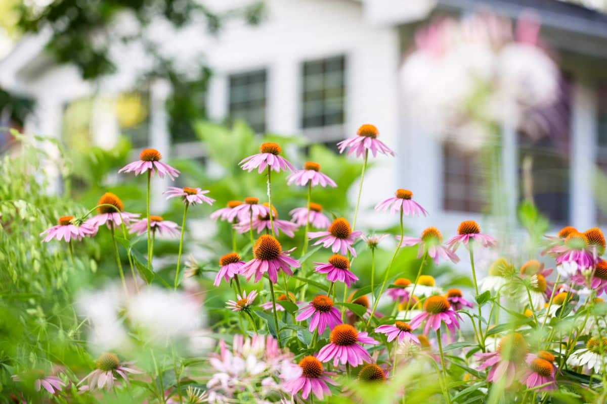 A stand of pretty purple coneflowers aka echinacea